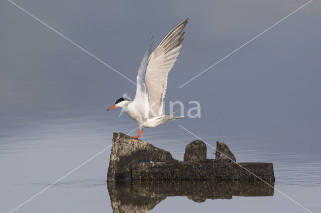 Common Tern (Sterna hirundo)