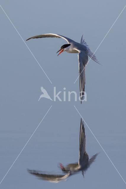 Common Tern (Sterna hirundo)