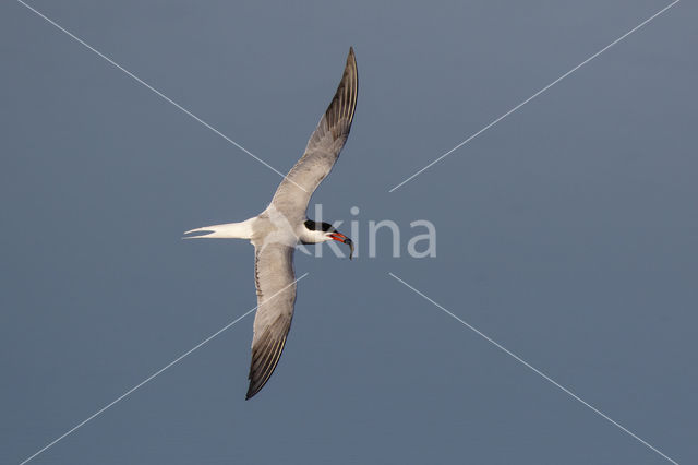 Common Tern (Sterna hirundo)