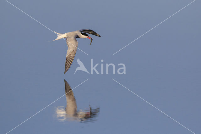 Common Tern (Sterna hirundo)