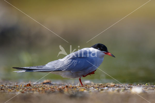 Common Tern (Sterna hirundo)