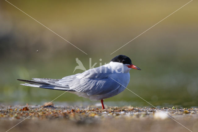 Common Tern (Sterna hirundo)