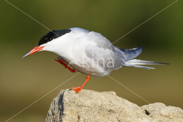 Common Tern (Sterna hirundo)