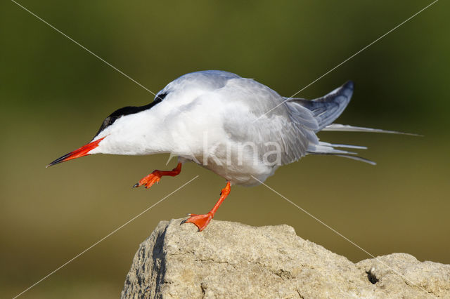 Common Tern (Sterna hirundo)