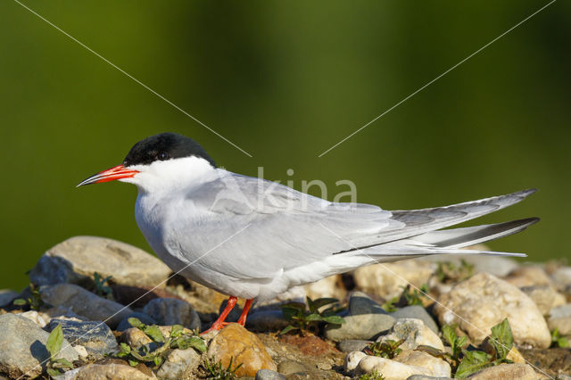 Common Tern (Sterna hirundo)