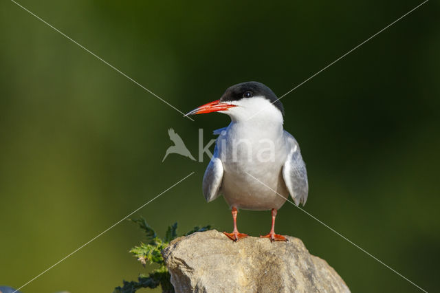 Common Tern (Sterna hirundo)