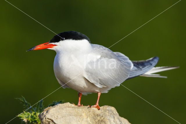 Common Tern (Sterna hirundo)