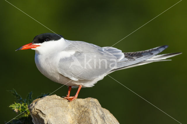 Common Tern (Sterna hirundo)