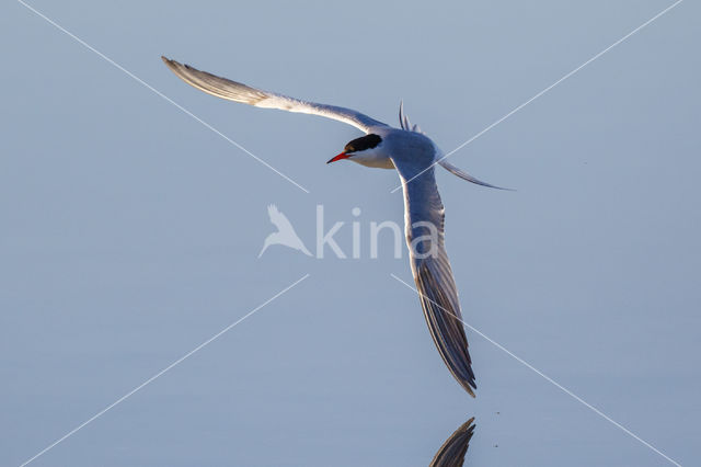 Common Tern (Sterna hirundo)