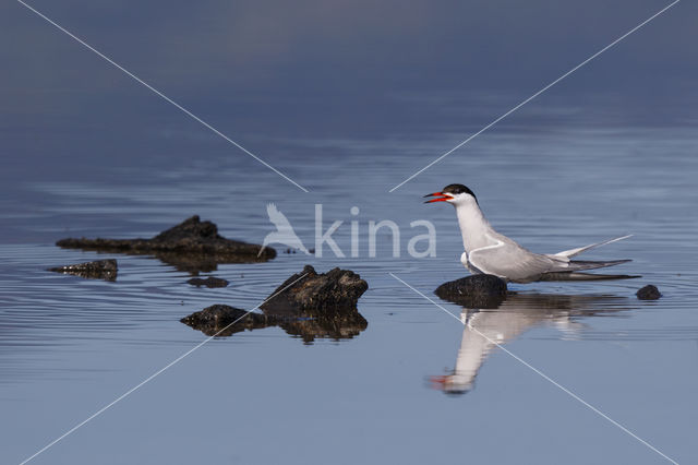 Common Tern (Sterna hirundo)