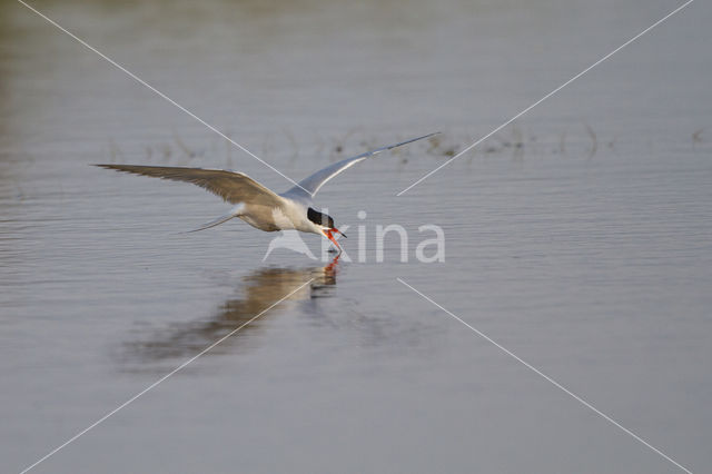 Common Tern (Sterna hirundo)