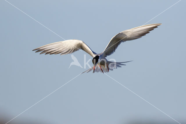 Common Tern (Sterna hirundo)