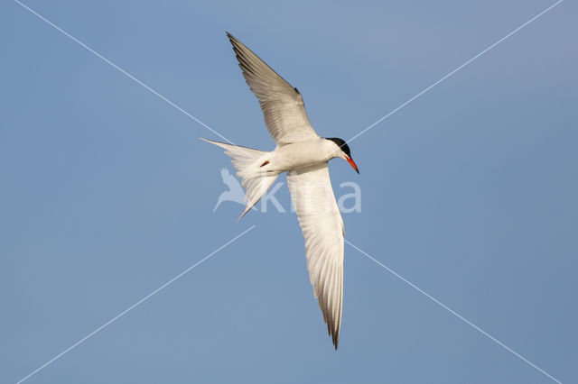 Common Tern (Sterna hirundo)