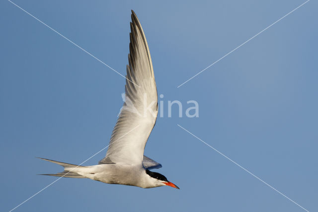 Common Tern (Sterna hirundo)