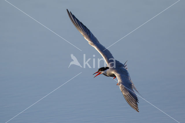 Common Tern (Sterna hirundo)