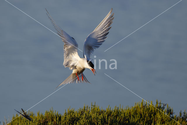 Common Tern (Sterna hirundo)