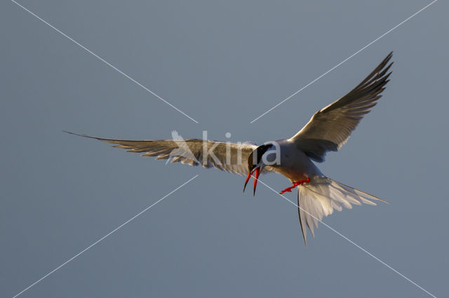 Common Tern (Sterna hirundo)