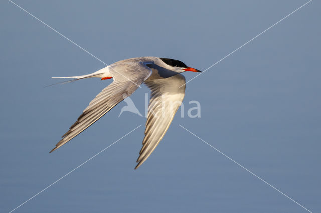 Common Tern (Sterna hirundo)