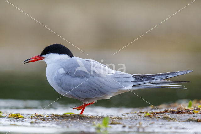 Common Tern (Sterna hirundo)