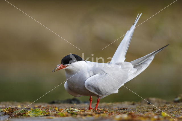 Common Tern (Sterna hirundo)