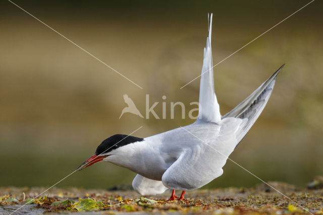 Common Tern (Sterna hirundo)