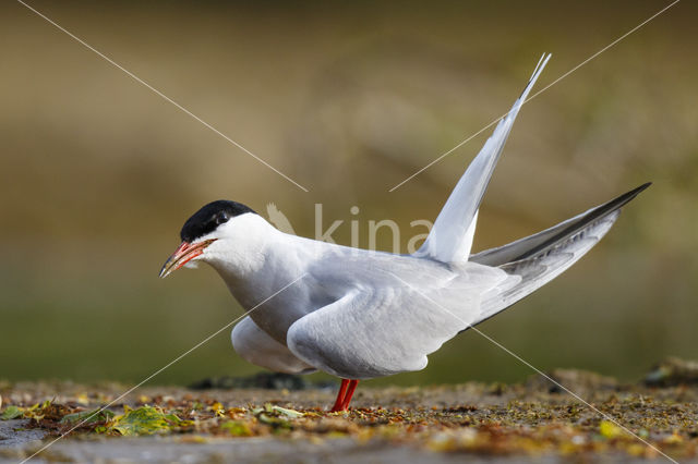 Common Tern (Sterna hirundo)