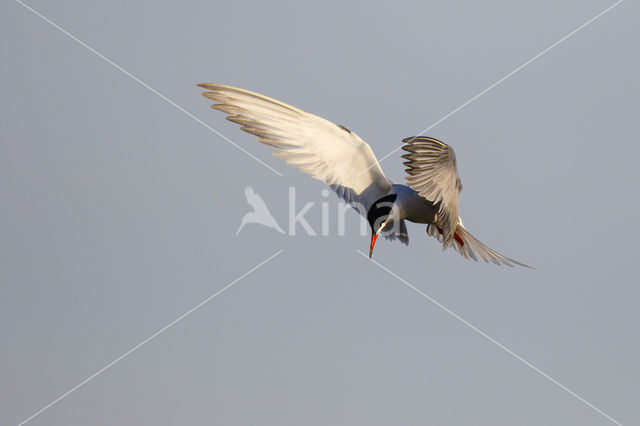 Common Tern (Sterna hirundo)