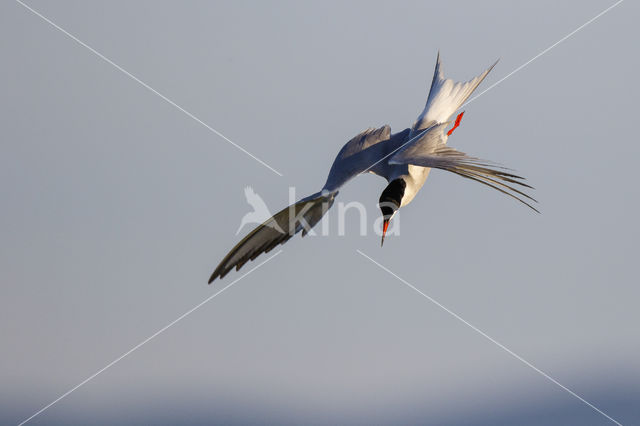 Common Tern (Sterna hirundo)