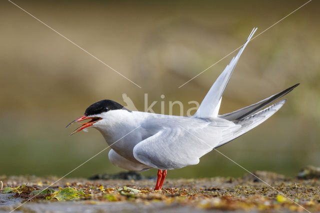 Common Tern (Sterna hirundo)