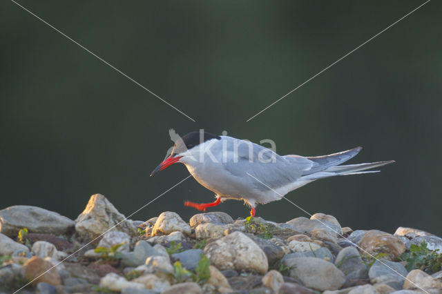 Common Tern (Sterna hirundo)