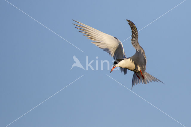 Common Tern (Sterna hirundo)