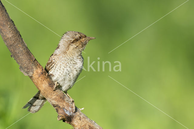 Eurasian Wryneck (Jynx torquilla)