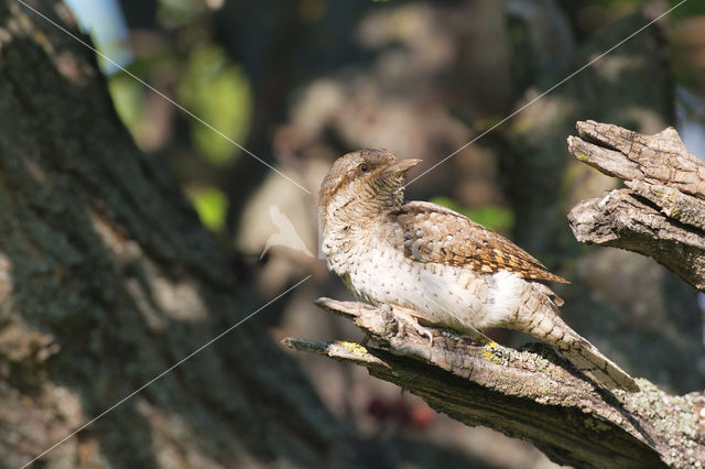 Eurasian Wryneck (Jynx torquilla)