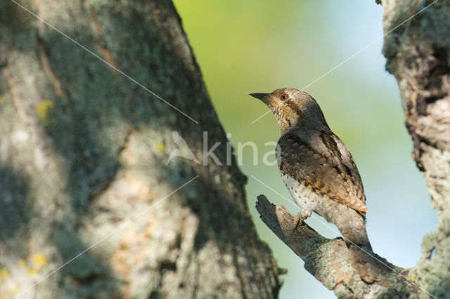 Eurasian Wryneck (Jynx torquilla)