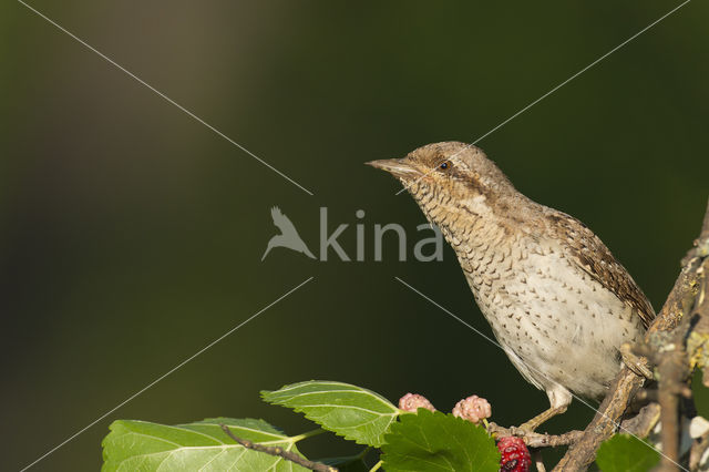 Eurasian Wryneck (Jynx torquilla)