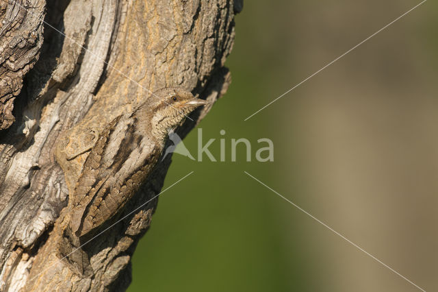 Draaihals (Jynx torquilla)