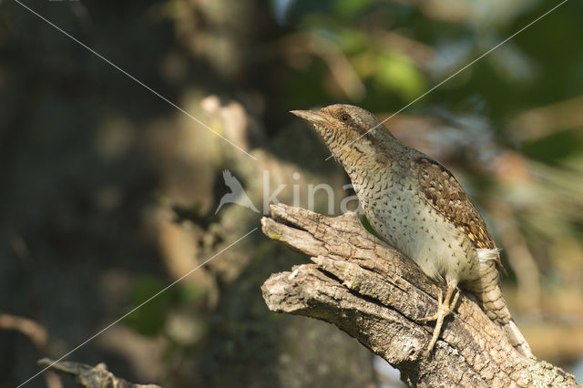 Eurasian Wryneck (Jynx torquilla)