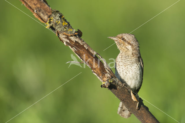 Draaihals (Jynx torquilla)