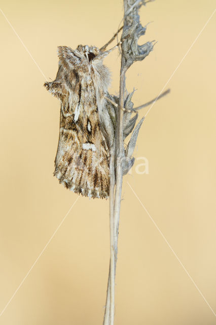 Toadflax Brocade (Calophasia lunula)