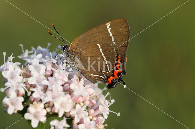 White-letter Hairstreak (Satyrium w-album)