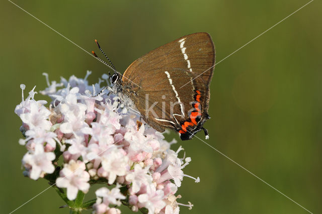 White-letter Hairstreak (Satyrium w-album)