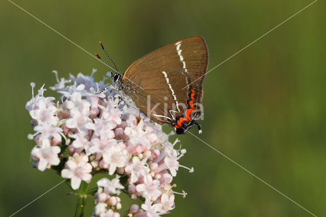 Iepenpage (Satyrium w-album)