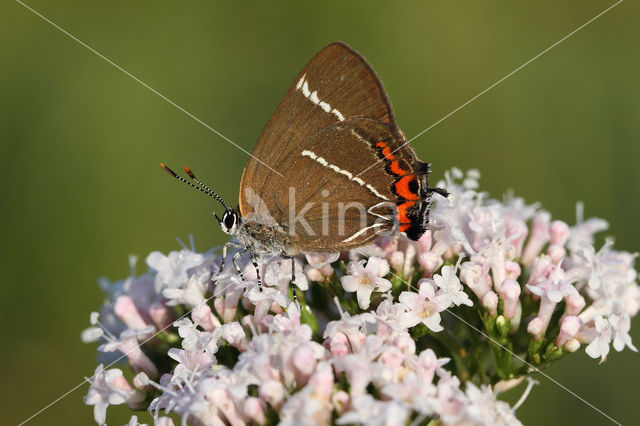 White-letter Hairstreak (Satyrium w-album)