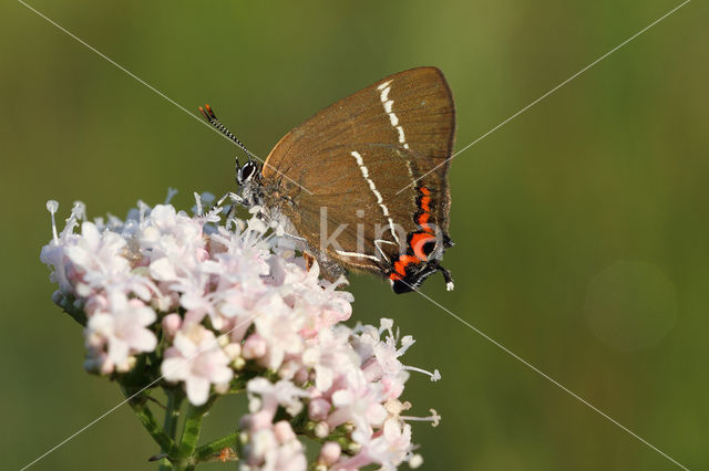 White-letter Hairstreak (Satyrium w-album)