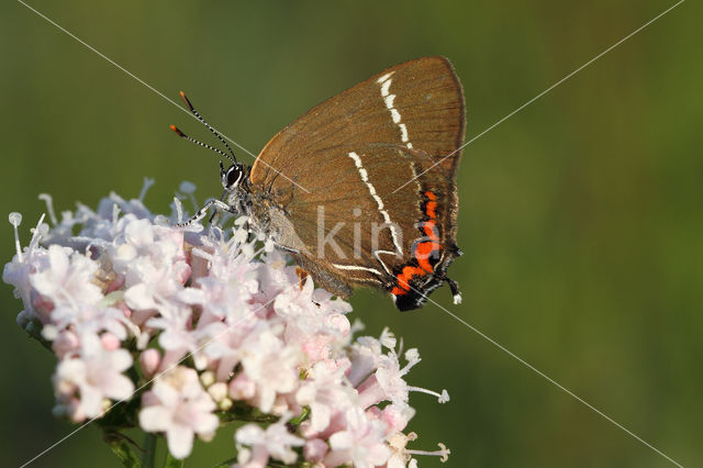 White-letter Hairstreak (Satyrium w-album)