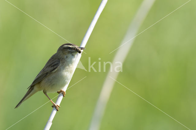 Sedge Warbler (Acrocephalus schoenobaenus)