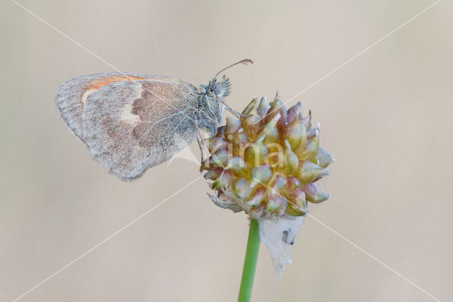 Hooibeestje (Coenonympha pamphilus)