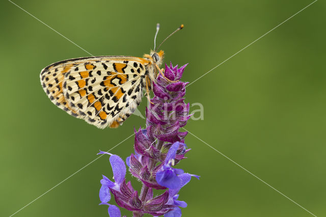 Tweekleurige parelmoervlinder (Melitaea didyma)