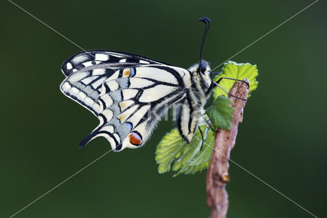 Koninginnepage (Papilio machaon)