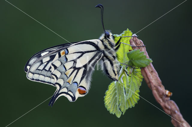 Koninginnepage (Papilio machaon)